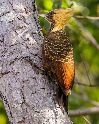 PALE-CRESTED WOODPECKER