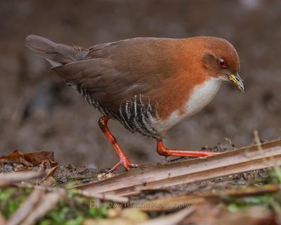 RED AND WHITE CRAKE