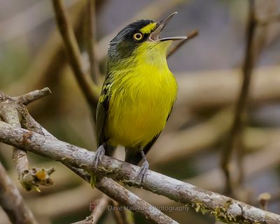 YELLOW-LORED TODY-FLYCATCHER