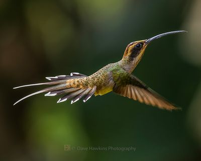 SCALE-THROATED HERMIT