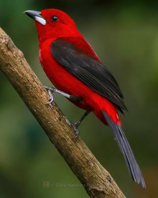 BRAZILIAN TANAGER