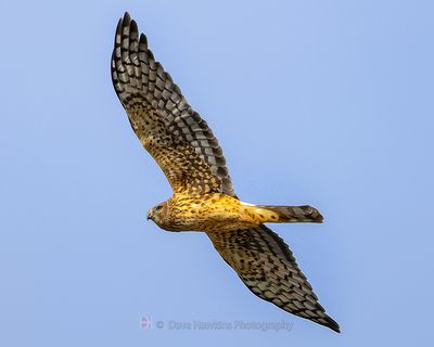 NORTHERN HARRIER ♀