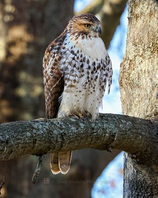 RED-TAILED HAWK