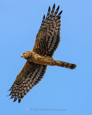 NORTHERN HARRIER ♀