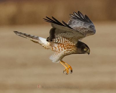 NORTHERN HARRIER ♀