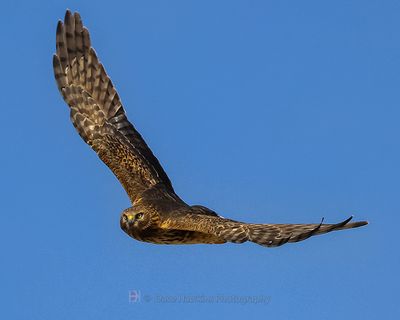 NORTHERN HARRIER ♀