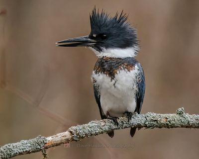 BELTED KINGFISHER