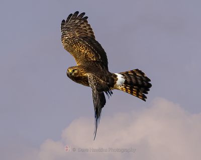 NORTHERN HARRIER