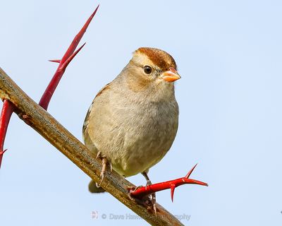 WHITE-CROWNED SPARROW ♀