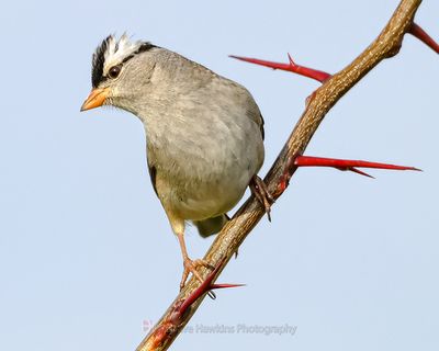 WHITE-CROWNED SPARROW ♂