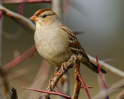 WHITE-CROWNED SPARROW ♀