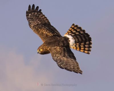 NORTHERN HARRIER