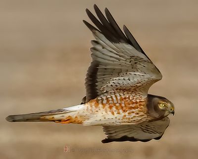 NORTHERN HARRIER