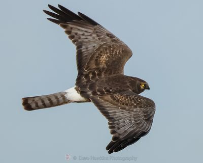 NORTHERN HARRIER