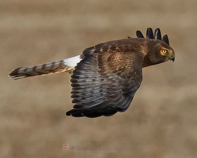 NORTHERN HARRIER