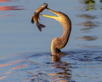 ANHINGA