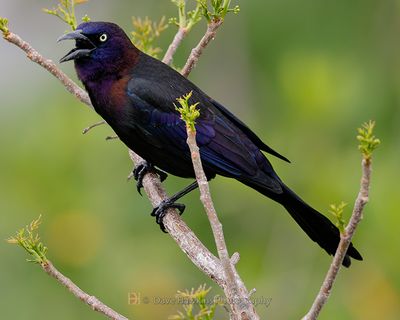 COMMON GRACKLE