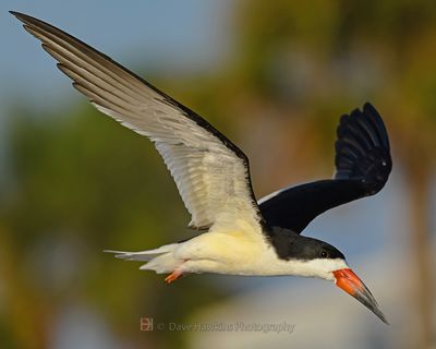 BLACK SKIMMER