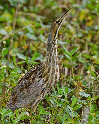 AMERICAN BITTERN