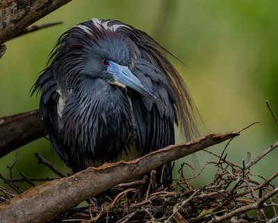 TRICOLORED HERON