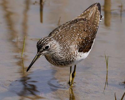 SOLITARY SANDPIPER