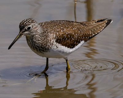 SOLITARY SANDPIPER