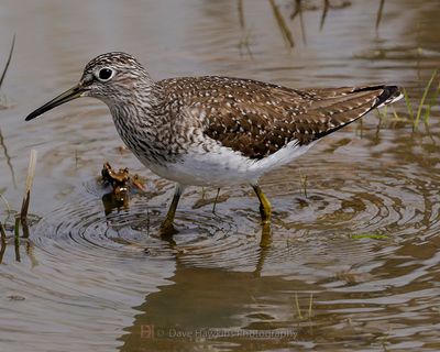 SOLITARY SANDPIPER