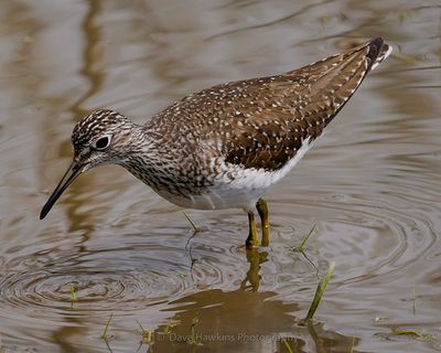 SOLITARY SANDPIPER