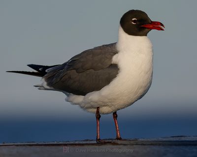 LAUGHING GULL