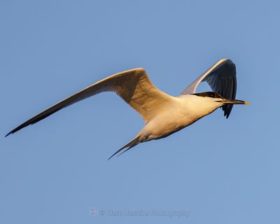SANDWICH TERN