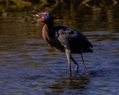 REDDISH EGRET