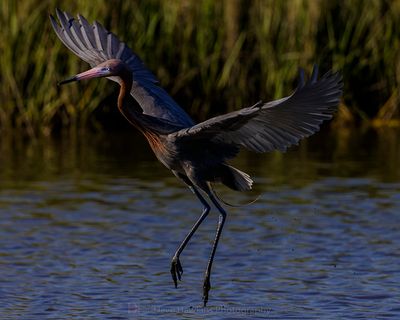 REDDISH EGRET