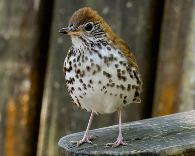 WOOD THRUSH