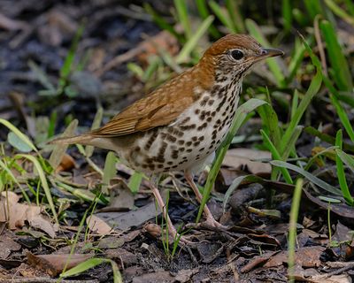 WOOD THRUSH