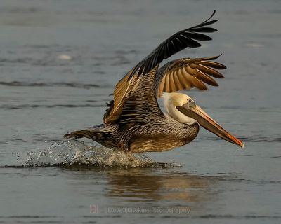 BROWN PELICAN