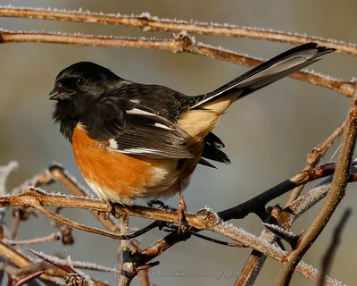 EASTERN TOWHEE