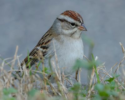 CHIPPING SPARROW