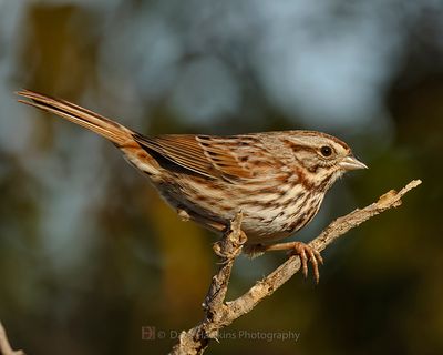 SONG SPARROW