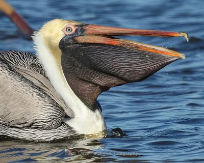 BROWN PELICAN