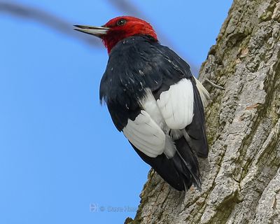RED-HEADED WOODPECKER