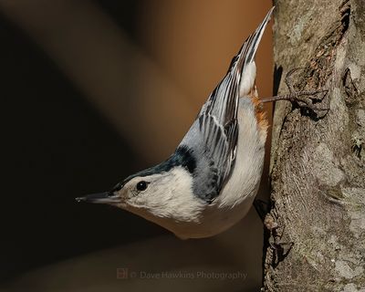 WHITE-BREASTED NUTHATCH