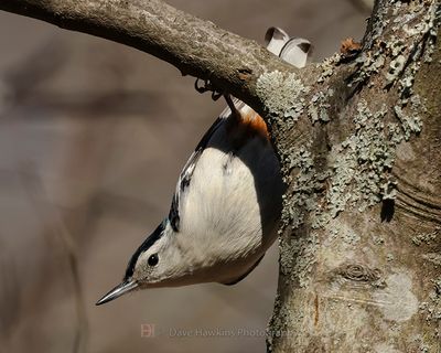 WHITE-BREASTED NUTHATCH