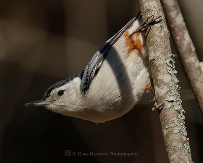 WHITE-BREASTED NUTHATCH