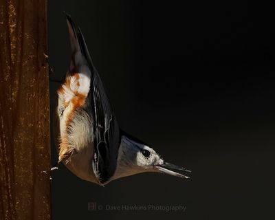 WHITE-BREASTED NUTHATCH