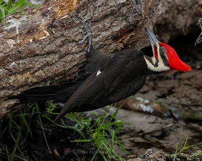 PILEATED WOODPECKER
