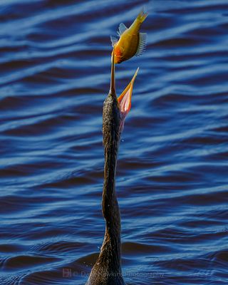 ANHINGA