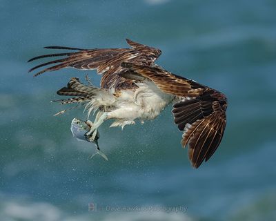 OSPREY