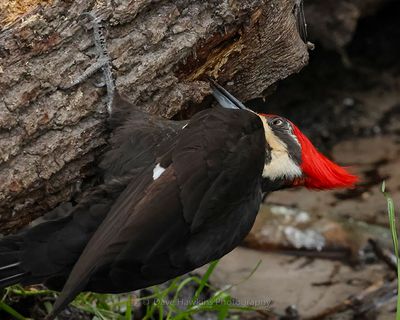 PILEATED WOODPECKER