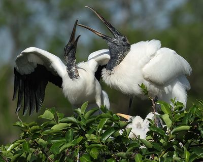 WOOD STORK