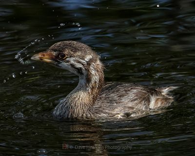 PIED-BILLED GREBE (Juvenile)